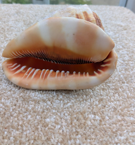 Queen conch beautiful medium - queen,