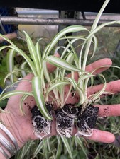 3 x Spider Plants -  3 x