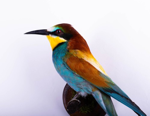 Taxidermy mount bird bee eater - bird, bee-eater