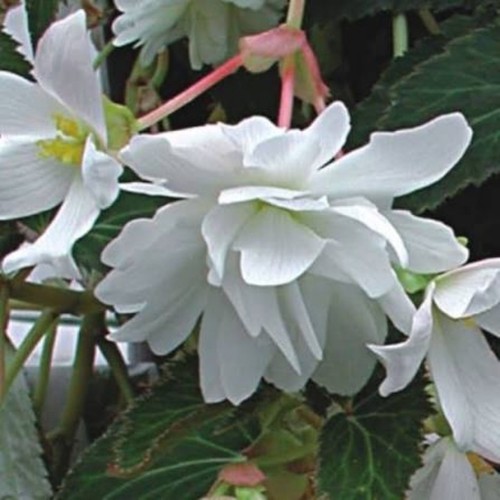 Begonia illumination white - begonia, white'