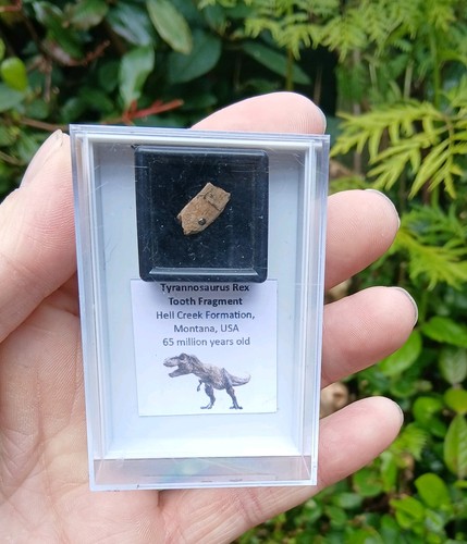 Genuine rare tyrannosaurus rex - rare,