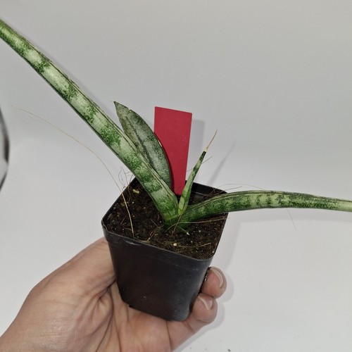 Sansevieria cylindrica - sansevieria,