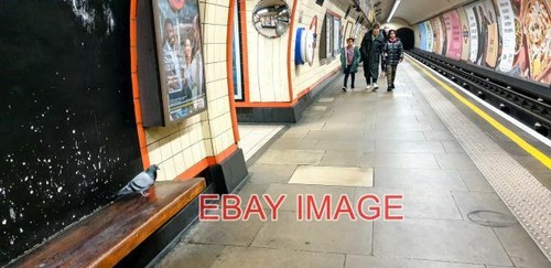 Photo pigeon seat - photo,