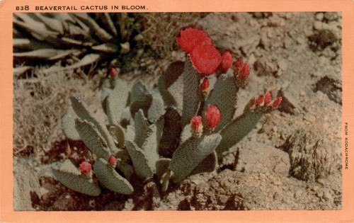 Beavertail cactus kodachrome - beavertail, cactus,