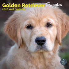 Golden Retriever Puppies
