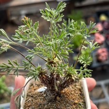 3CM Succulent Cactus Plant