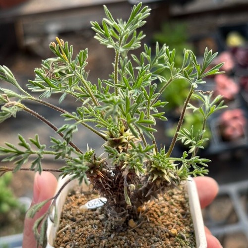 3cm succulent cactus plant - 3cm,
