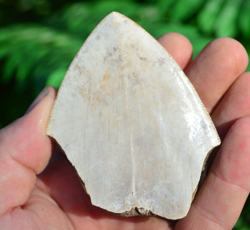 Megalodon shark tooth - ,
