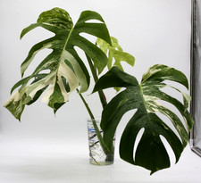 Monstera Albo Borsigiana