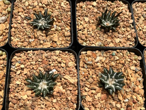Cactus ariocarpus - cactus-,