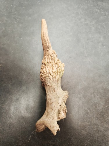 Fallow pricket antler deer - fallow,