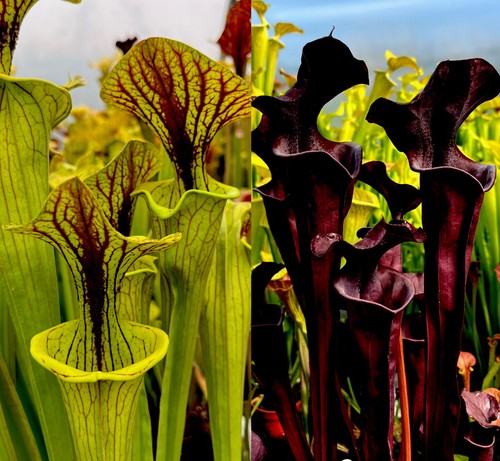 Sarracenia flava var - var, ornata