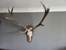 Large Red Deer Skull with 13