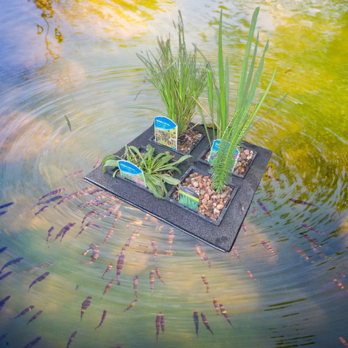 Pond floating island marginal - pond,