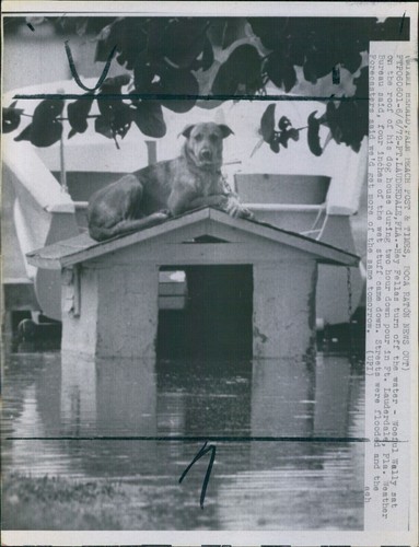 1972 woeful dog wally - 1972,