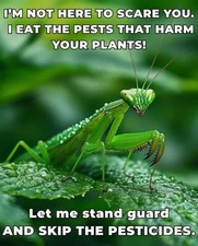 1 Fresh Picked Chinese Praying