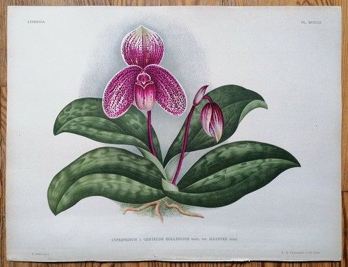 Linden lindenia original print - lindenia,