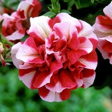 Petunia Tumbelina Cherry