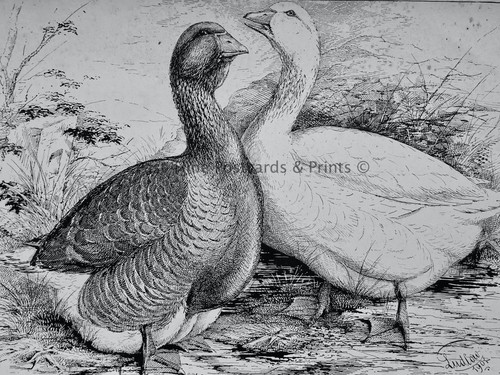 C1904 antique poultry - c1904,