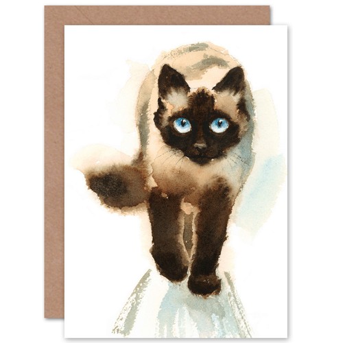 Cat ragdoll walking - cat,
