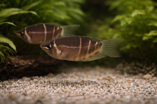Chocolate gourami - chocolate,