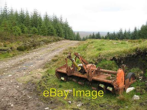 Photo 6x4 forest - forest, and