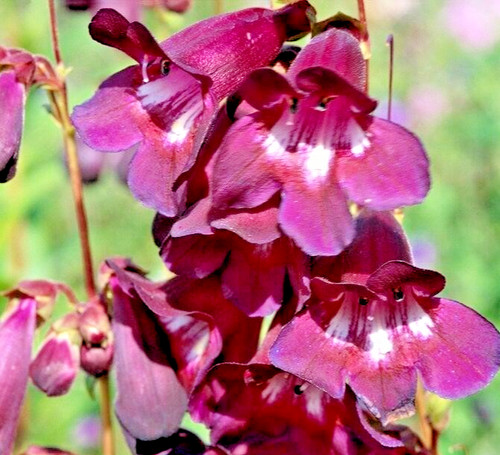 Penstemon blackbird dark - blackbird,