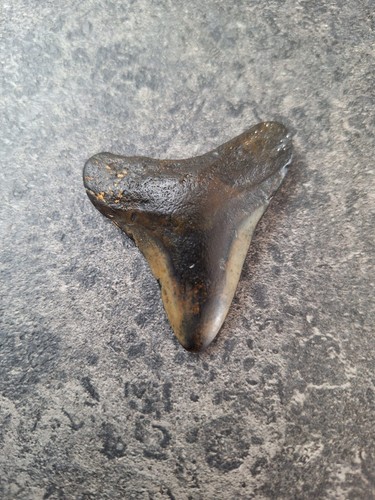 Usa megalodon tooth - usa,