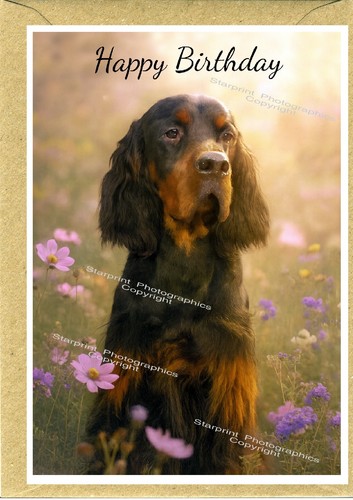 Gordon setter dog birthday - setter,
