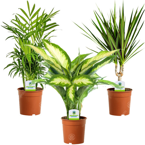 Indoor plant mix plants - indoor, 3