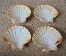 Large Scallop Shells 11-12cms