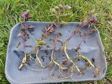 5x Organic Cooking Chocolate