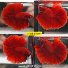 Live Betta Fish Male Haflmoon Super Red High Quality Grade Tropical Fish