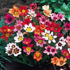 25 Sparaxis Bulbs/Corms
