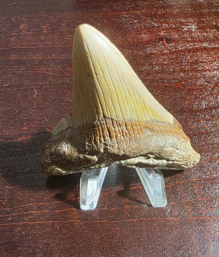 Beautiful megalodon - ,