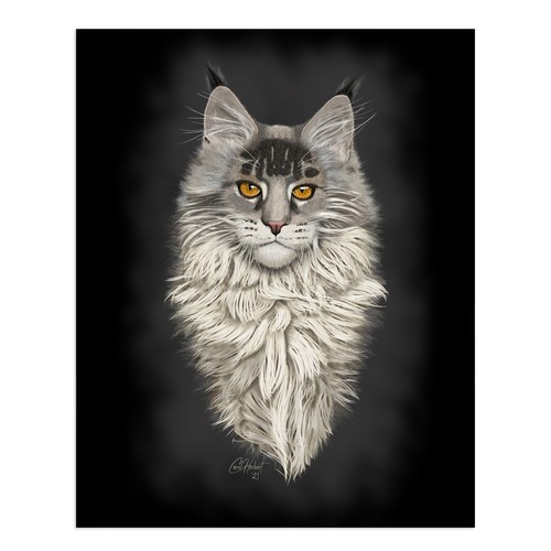 Signed maine coon cat - maine,