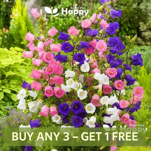 Canterbury bells mix - canterbury,