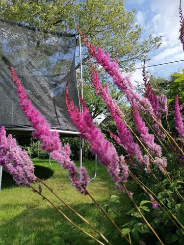 Pink astilbe bare - pink,