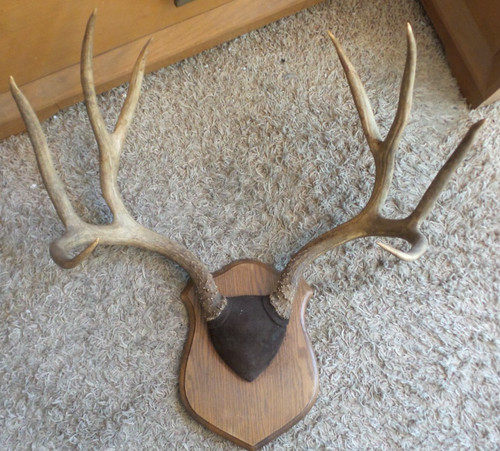 Vintage point whitetail - vintage,