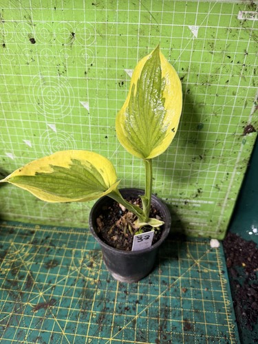 Hosta perennial plant - perennial,