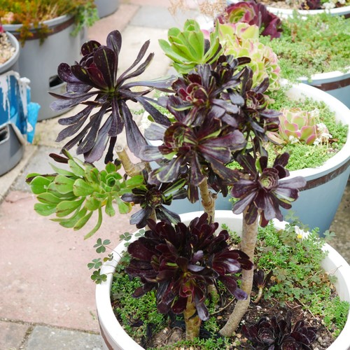 Exact plant aeonium big - exact,