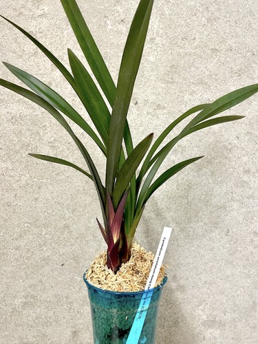 Cymbidium ensifolium hong - hong, cao