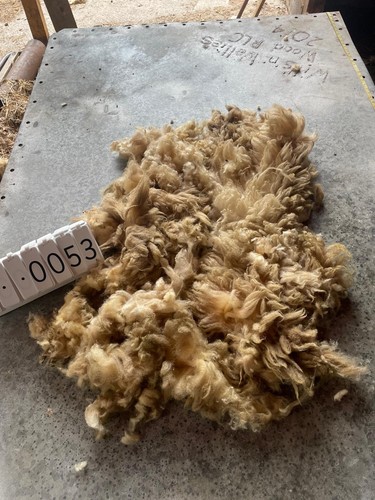 Portland raw unwashed sheep - raw,