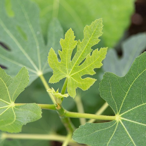 Ficus brown turkey fig - brown, |