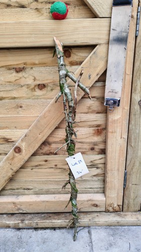 Twisted twisty wood - twisty,