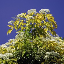 T&M Hedge Golden Elderberry