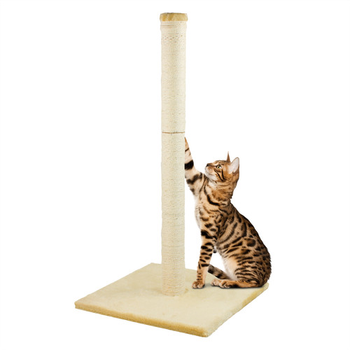 Kct large cat - kct, scratching