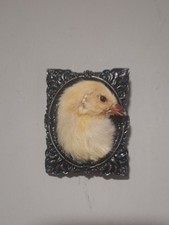 Taxidermy Chick Head Mount
