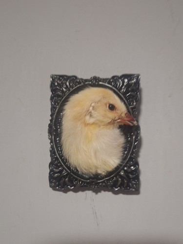 Taxidermy chick head mount - taxidermy,