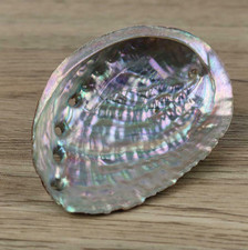 Abalone Shell Natural Large